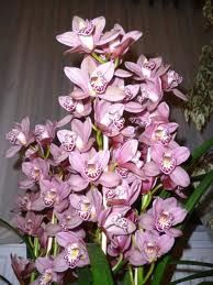 orhidea.jpg